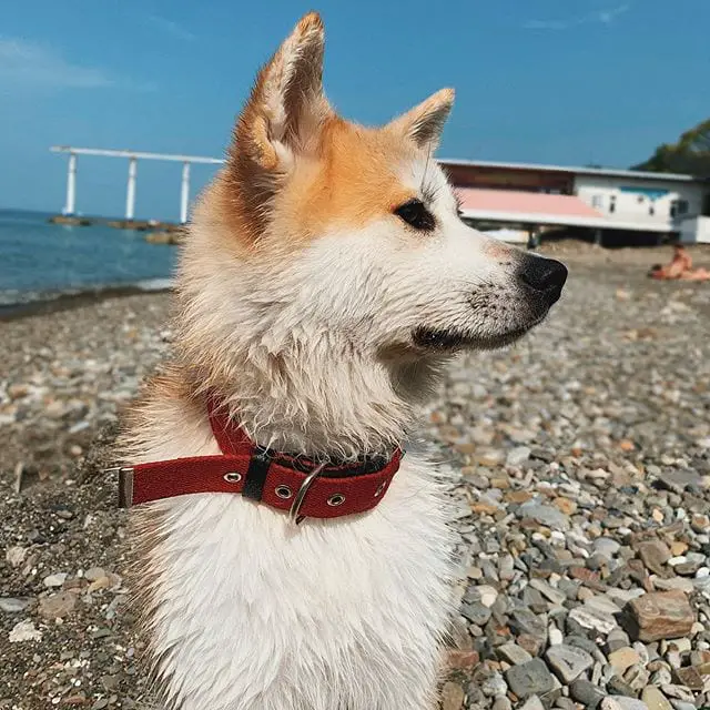 An Akita standing on the pebbles by the beach