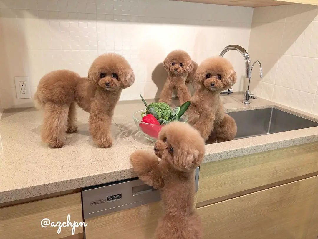four apricot Poodles in the counter top and in the sink