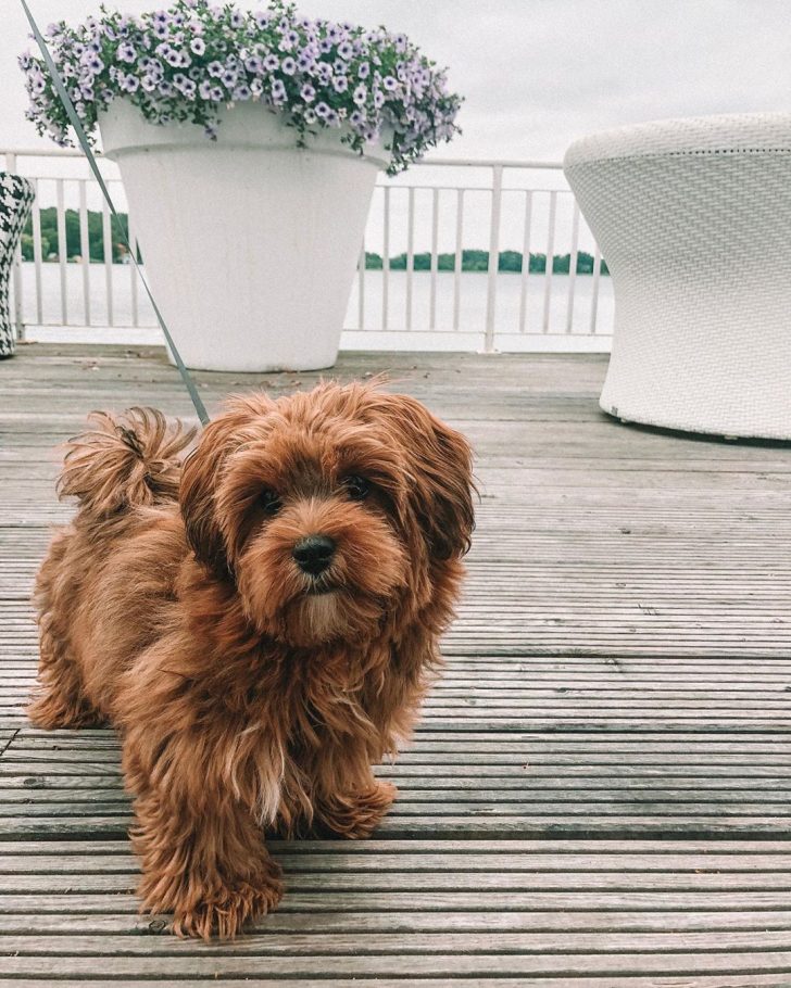 red Havanese in the balcony