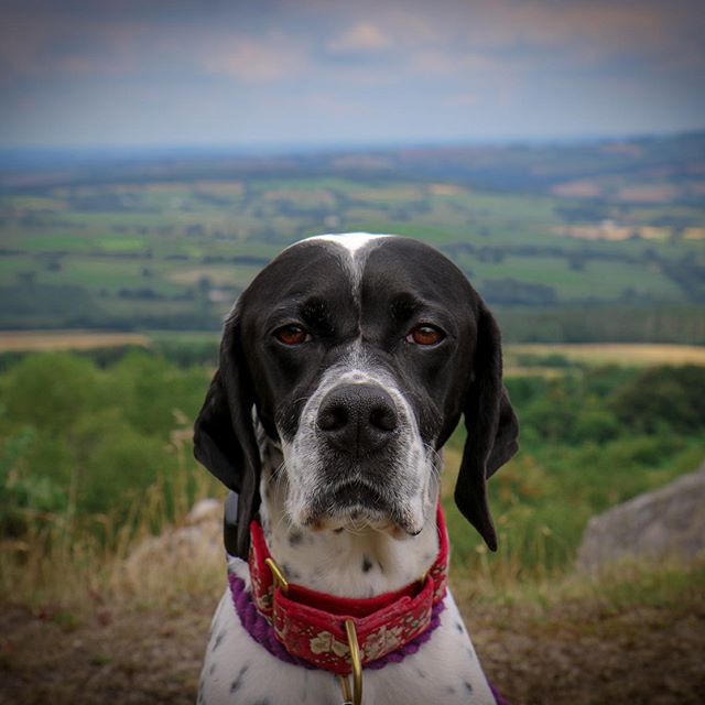 A Pointer sitting on top of the mountain