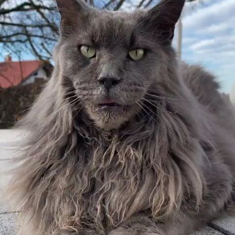 grey Maine Coon lying down on the ground