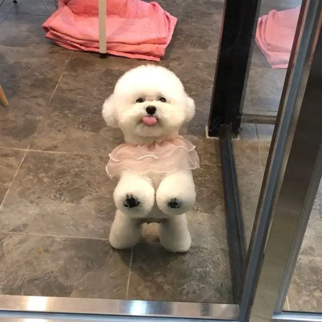 A Bichon Frise standing up leaning towards the glass wall