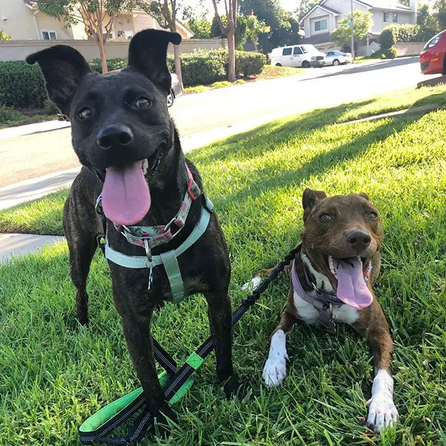 two Pit Bull in the front yard with their tongue out