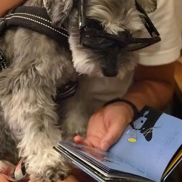 A Schnauzer wearing glasses while sitting on the lap of the person reading a book