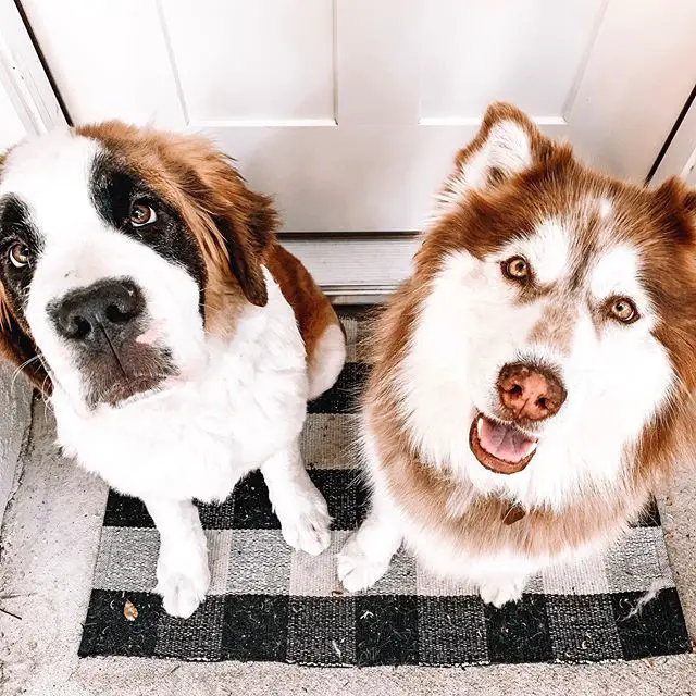 A St.Bernard dog and an Alaskan Malamute sitting on carpet in the front door with their begging faces
