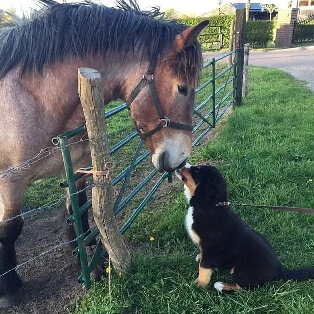 Bernese Mountain Dog and horse