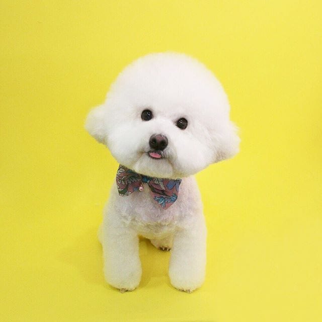 A Bichon Frise in a yellow background