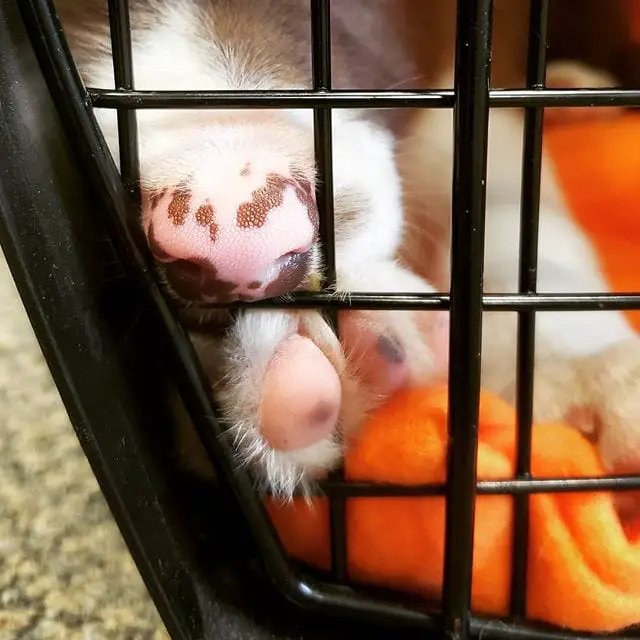 Border collie close up of its nose and paw behind the crate