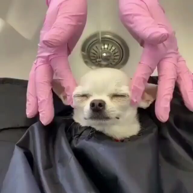 Chihuahua closing its eyes while being massage on the head
