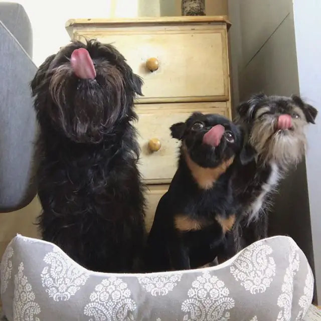 An Affenpinscher sitting on the their bed along with other dogs licking their mouths