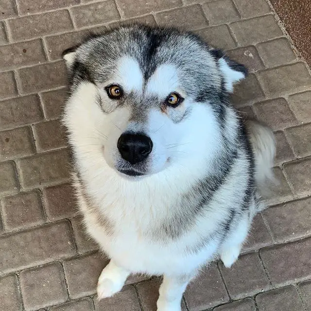 An Alaskan Malamute sitting on the pavement while staring with its eyes crossed