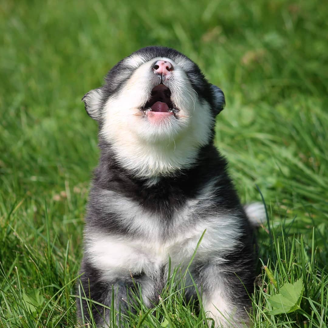 An Alaskan Malamute puppy sitting on the grass while yawning