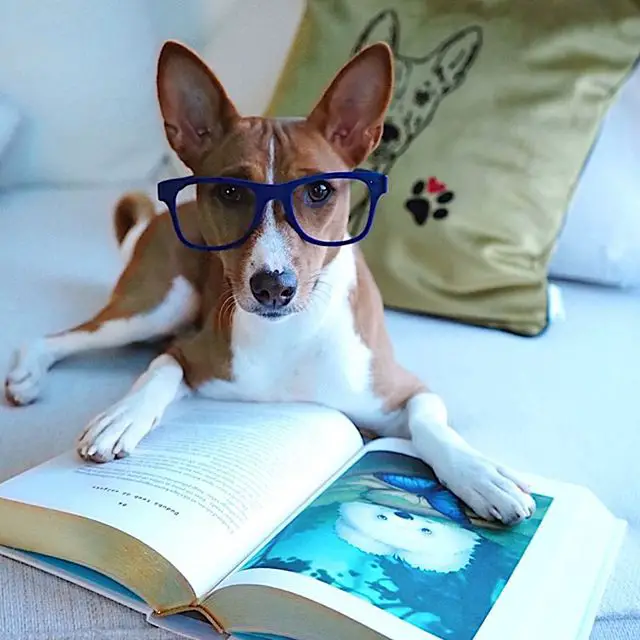 A Basenji wearing glasses while lying on the bed behind an open book