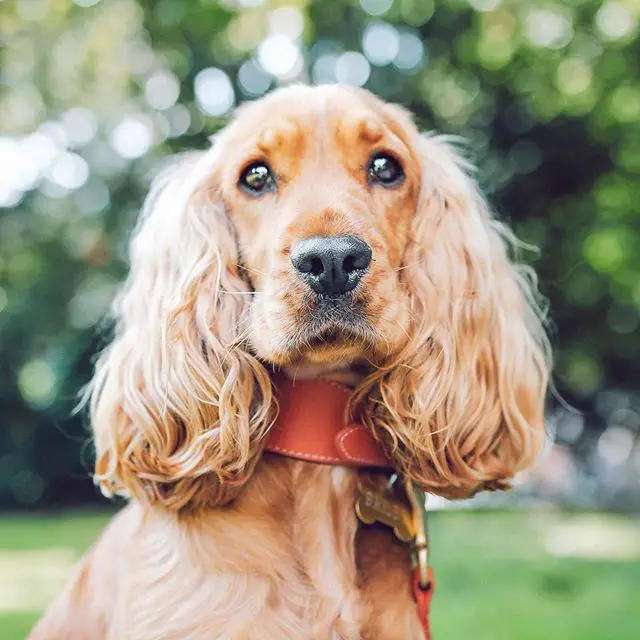 adorable Cocker Spaniel with long curly hair in its ears in a blurred trees in the background
