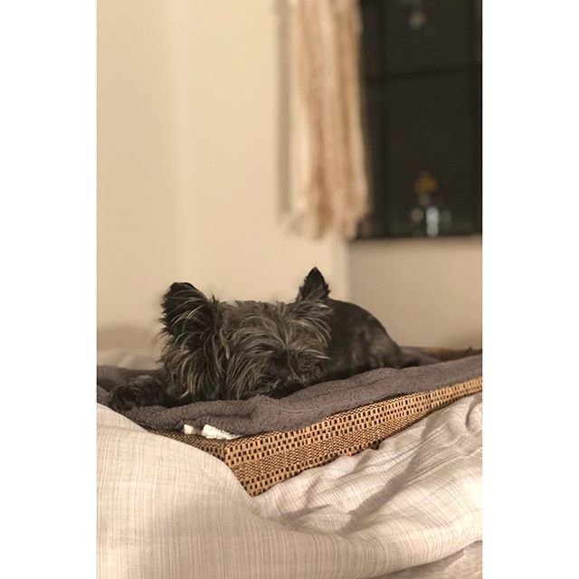 A Affenpinscher sleeping on the bed