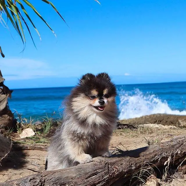 A Pomeranian leaning towards the laid tree trunk by the beach