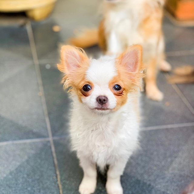 waiting Chihuahua