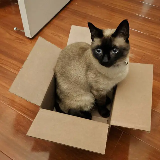 Siamese Cat sitting inside a carboard box