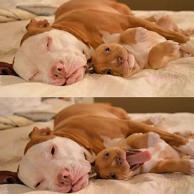 Adult and puppy Pit Bull lying on the bed