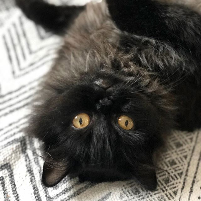 A Persian Cat lying on its back on the floor