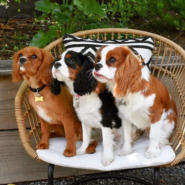 three Cavalier King Charles Spaniel sitting on an aesthetic chair in the garden while looking up