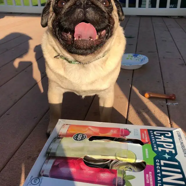 pug under the sun with its tongue sticking out