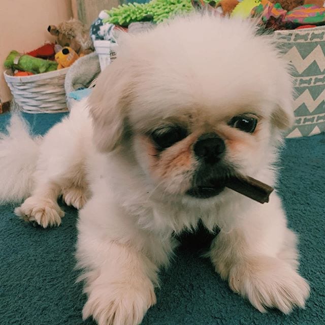 A Pekingese puppy lying on the floor with a treat in its mouth