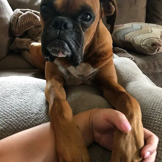 Boxer Dog lying on the couch with its paw on the hand of a woman