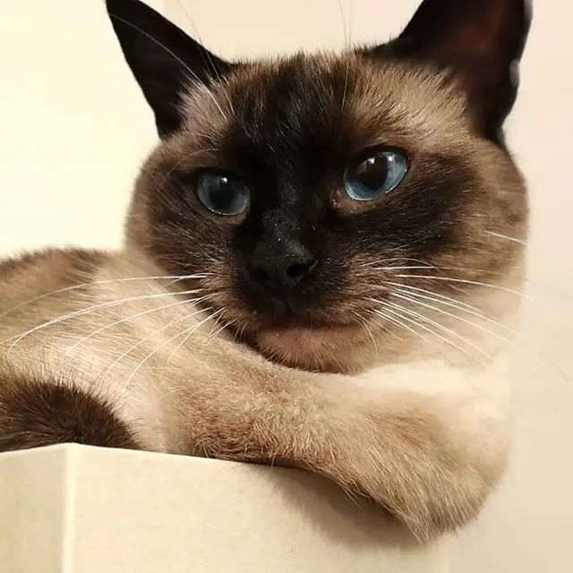 close up face of a Siamese Cat