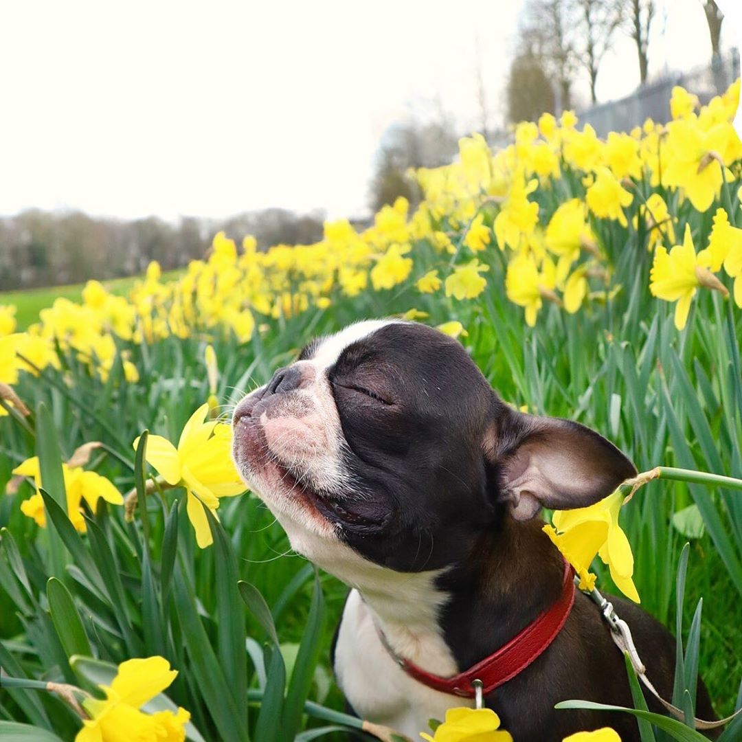 A Boston Terrier smelling the air while sitting in the field of yellow flowers