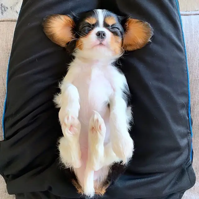 Cavalier King Charles Spaniel puppy lying on its back sleeping in between it's owner's lap