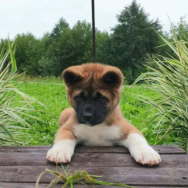 An Akita puppy lying on the grass with its paws on top of the wooden table