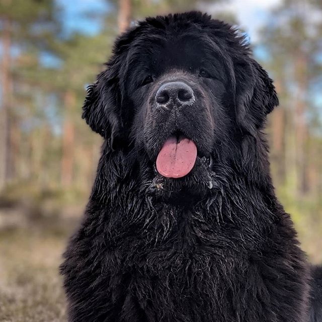 A Newfoundland in the forest with its tongue out
