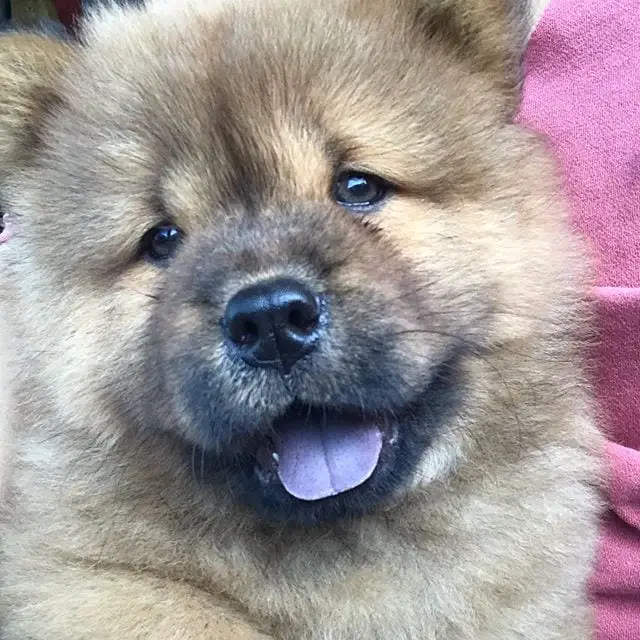 smiling Chow Chow