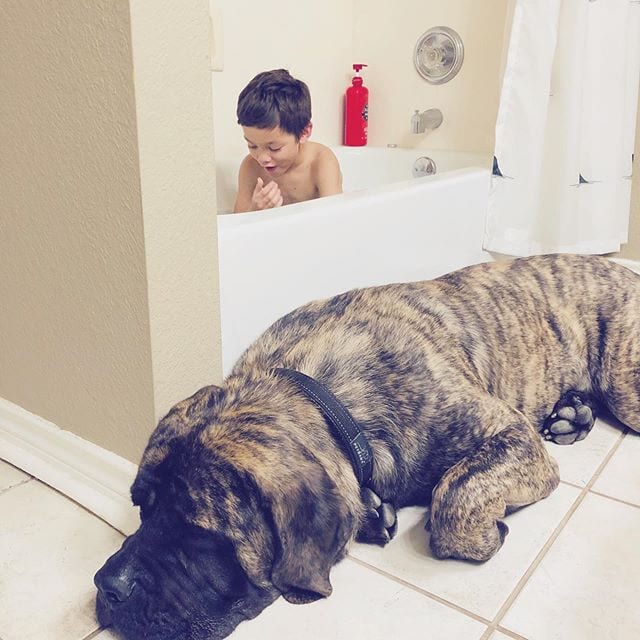 adult English Mastiff sleeping in the bathroom floor while a boy is in the bathtub