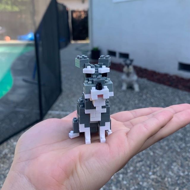A Schnauzer lego toy in the hand of a woman