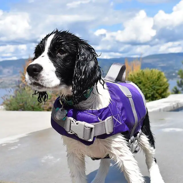 A wet English Springer Spaniel wearing a life vest while standing on the pavement