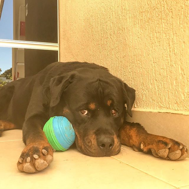 Rottweiler lying down on the floor with its ball