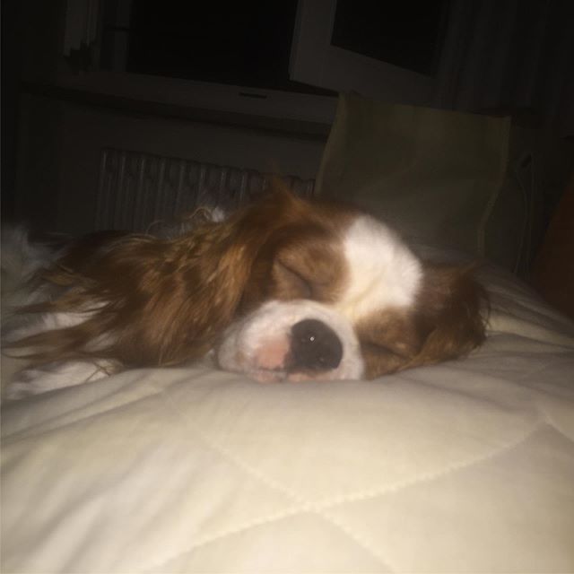 Cavalier King Charles Spaniel sleeping soundly in its bed at night