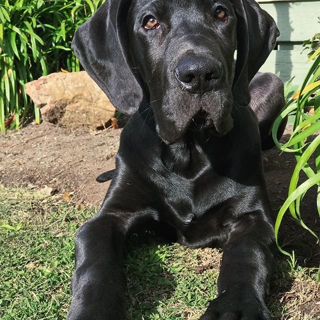 A black Great Dane lying on the ground in the garden under the sun