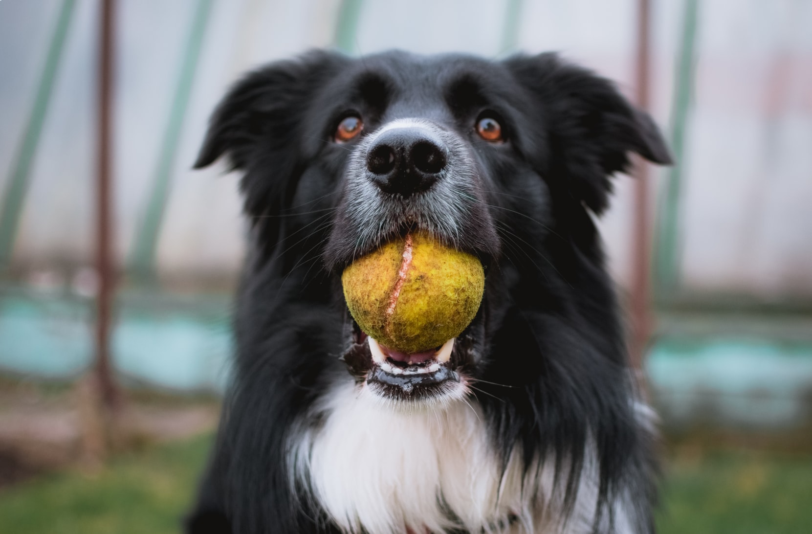 A Border Collie with a ball in its mouth