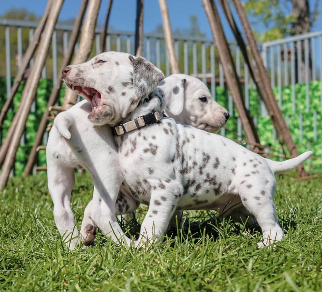two Dalmatian puppies playing in the yard