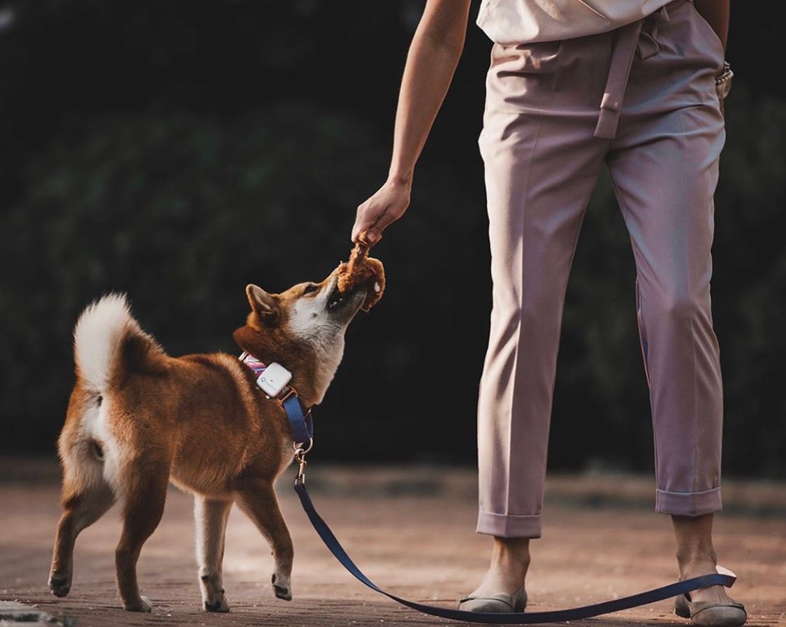 A Shiba Inu eating a chicken from the hand of a woman standing in front of him