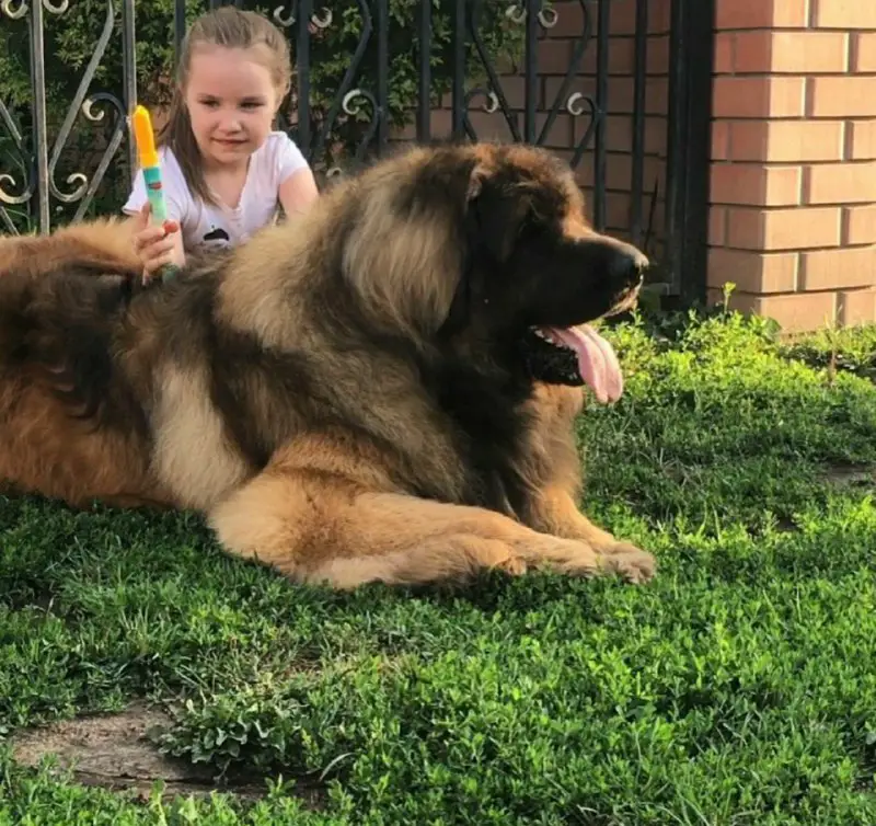 A Leonberger lying on the grass with a young girl brushing it back