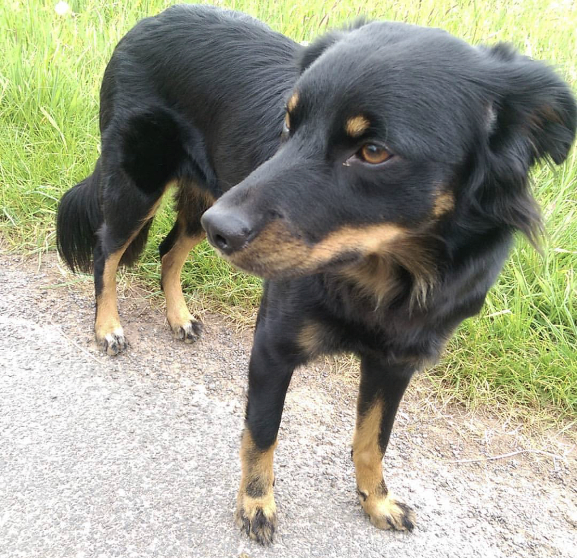 Labra Collie with black and brown fur color and brown eyes