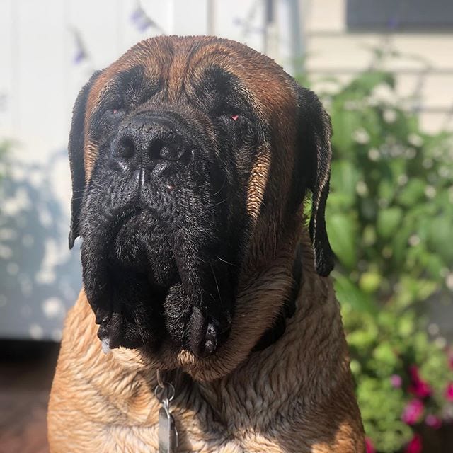 English Mastiff outdoors under the sun