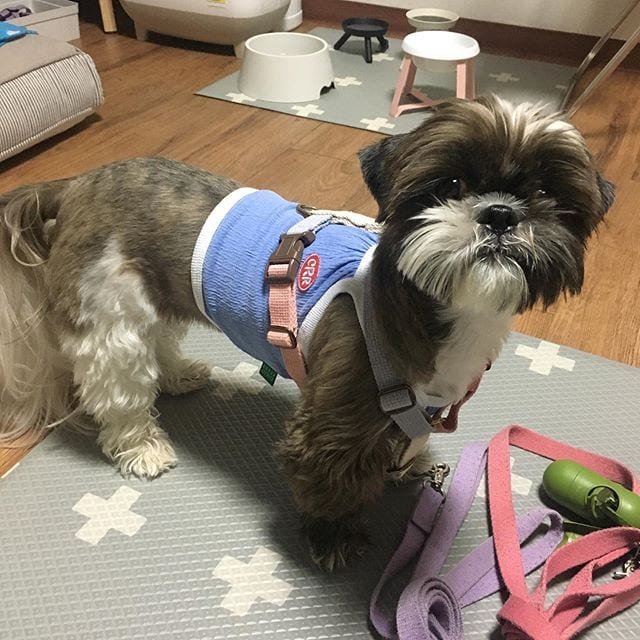 Cutest Shih Tzu wearing a blue sweater
