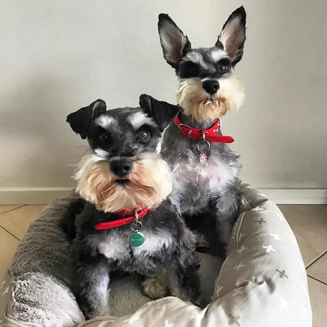 two Schnauzer puppies sitting on their bed