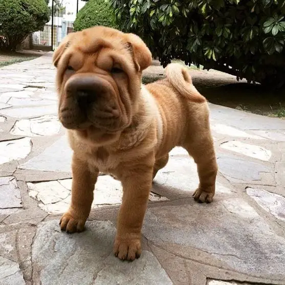 Shar Pei puppy at the park