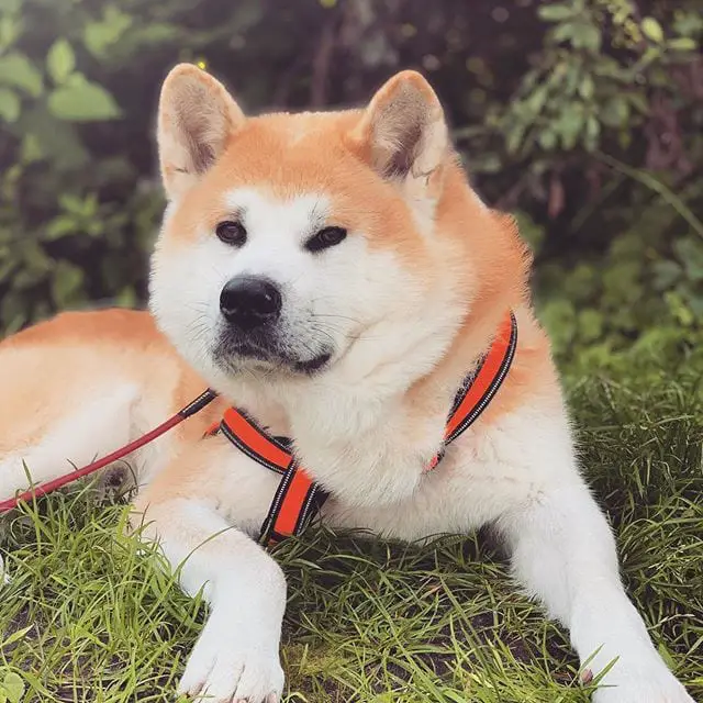 An Akita lying on the grass in the garden